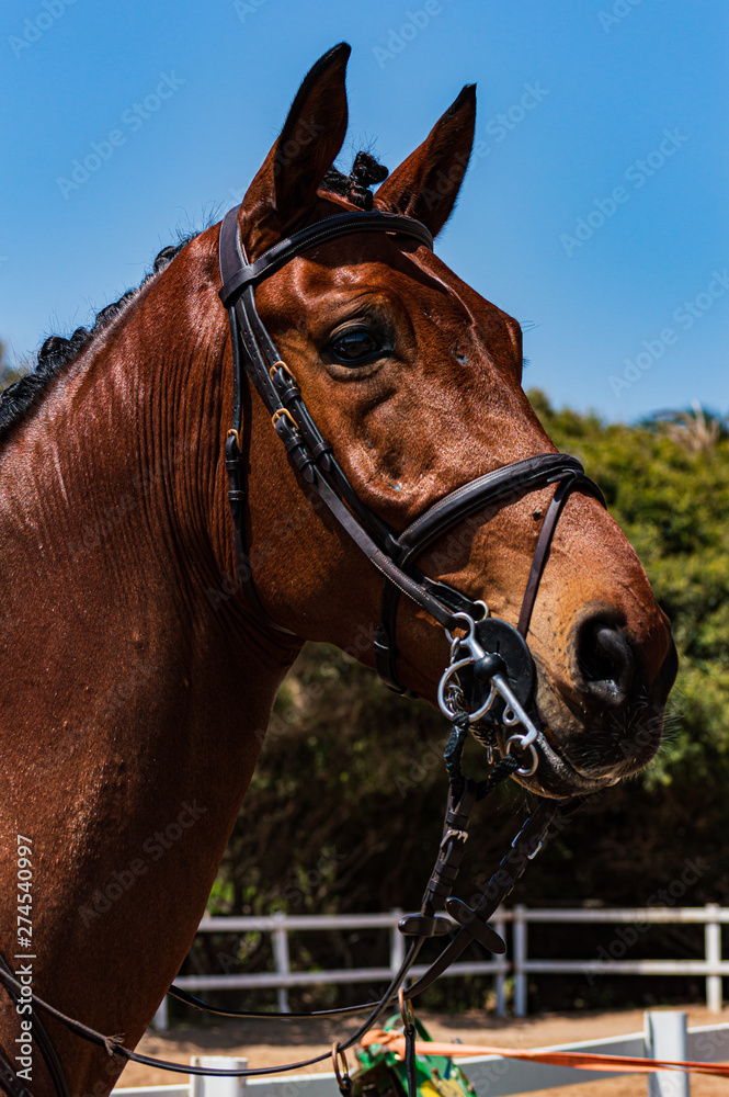 Caballo en instantes previos a la competición Caballo en instantes previos a la competición