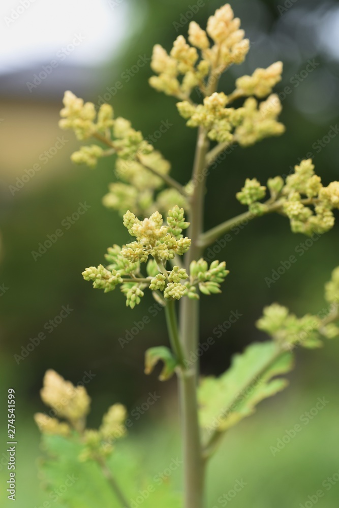 Macleaya cordata is a poisonous weed, but also a medicinal plant. Macleaya cordata is a poisonous weed, but also a medicinal plant.