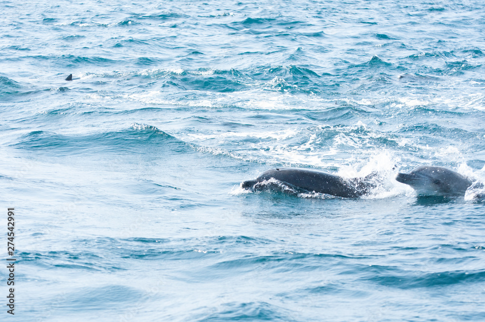 Fototapeta premium Indian ocean bottlenose dolphins in the channel between Shimabara peninsula and Amakusa islands