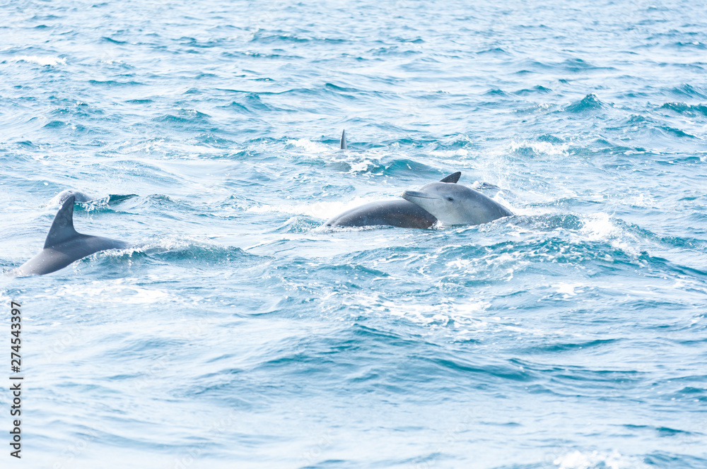 Fototapeta premium Indian ocean bottlenose dolphins in the channel between Shimabara peninsula and Amakusa islands