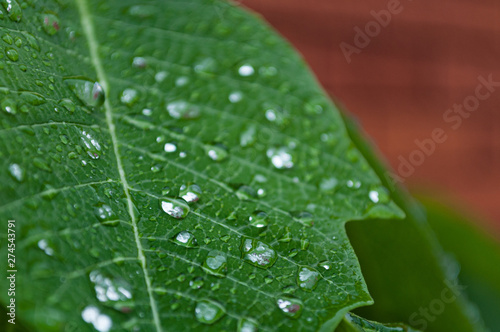 Leaf 2