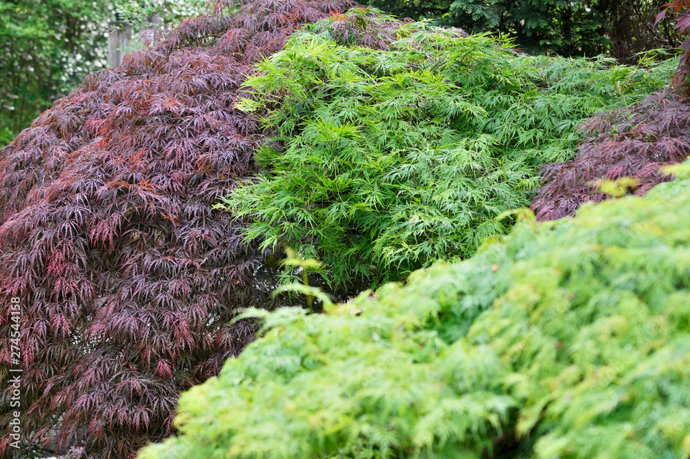 Green leaves of ornamental maple outdoors. Green leaves of ornamental maple outdoors.