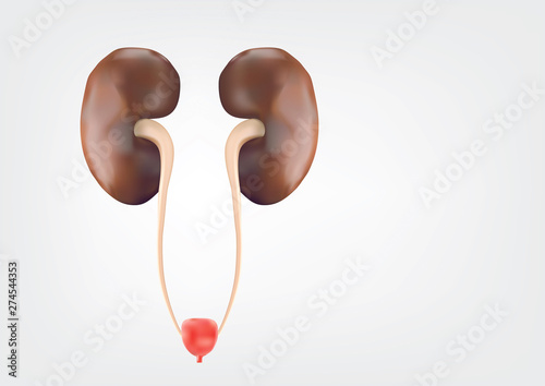 Human kidneys on a white background, smooth and clean. Used in science at illustrations