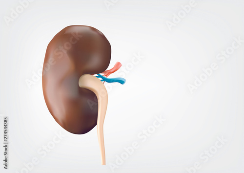 Human kidneys on a white background, smooth and clean. Used in science at illustrations
