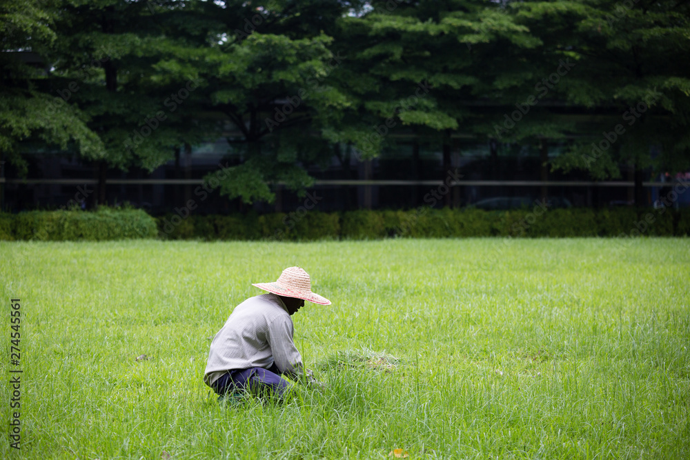 garden Worker is clearing weeds in landscape lawn background garden Worker is clearing weeds in landscape lawn background