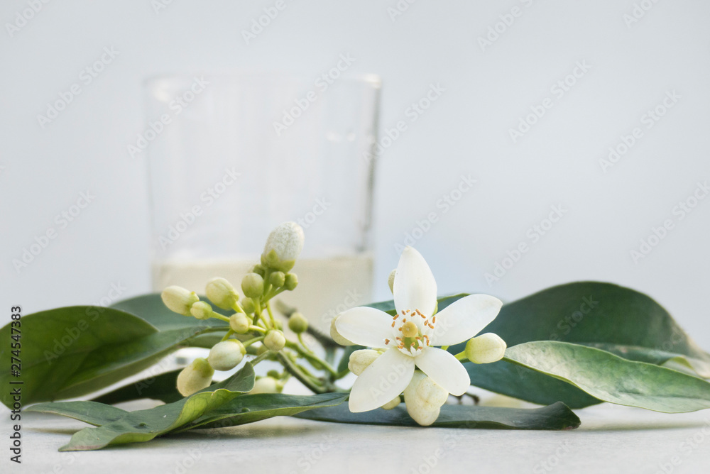 Orangenblütenwasser mit Zweig in Blüte und Knospe Orangenblütenwasser mit Zweig in Blüte und Knospe