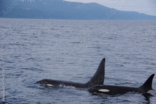 Orcas in water, Shiretoko in Hokkaido, Japan　シャチと羅臼の海　北海道知床 © shuttered