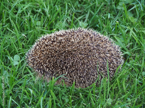 Hedgehog curled up on the lawn