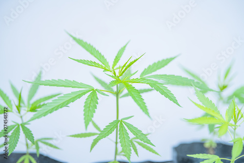 cultivation in an indoor marijuana for medical purposes