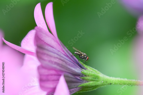 Fly on a flower, macro close-up
