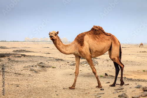 Wild camel in Oman