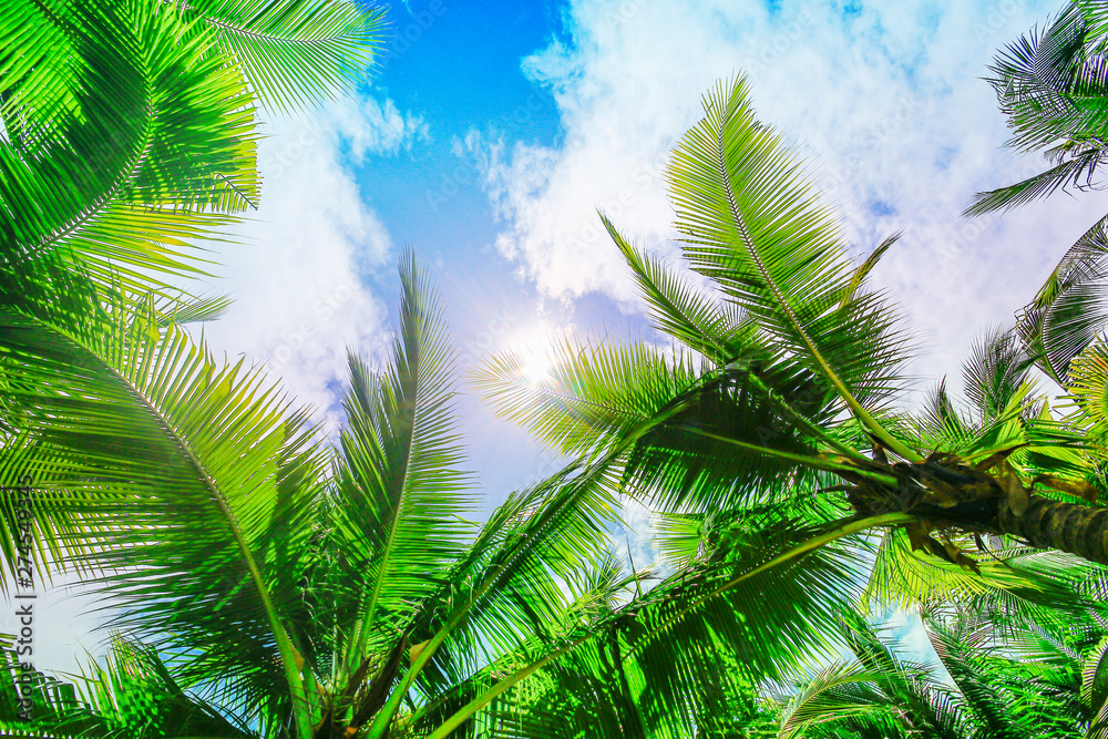 Fototapeta premium Coconut trees or palm trees against blue sky background