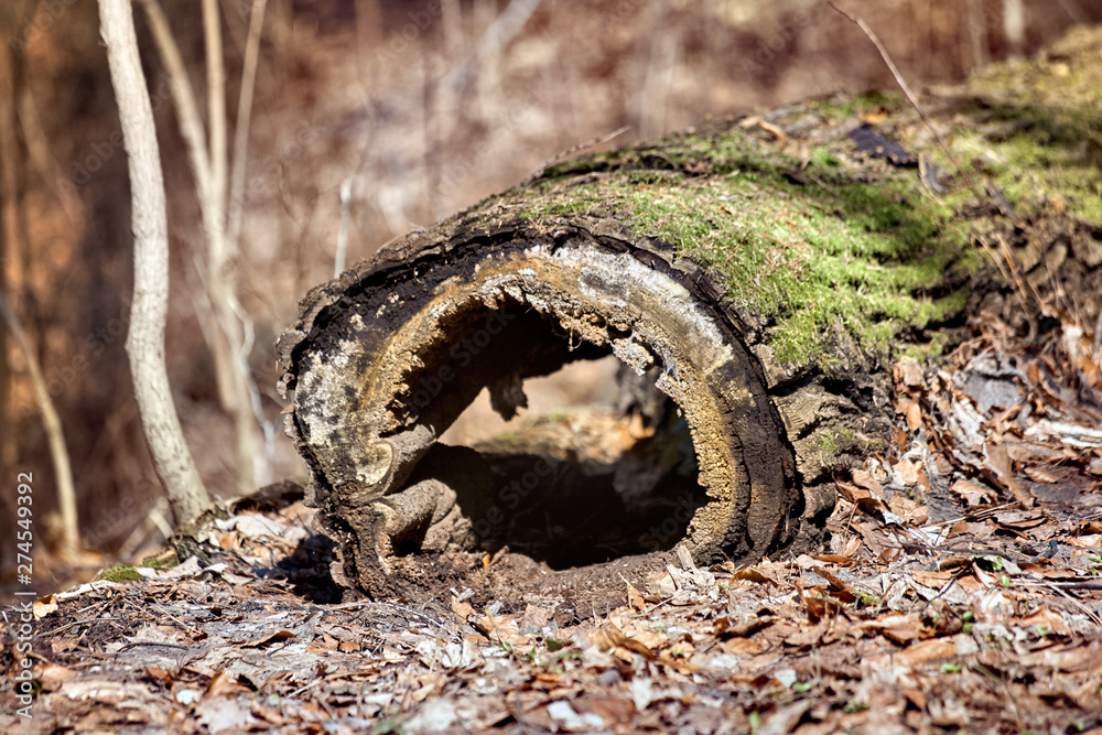 Timber log in forest in South West Poland Timber log in forest in South West Poland