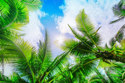 Coconut trees or palm trees against blue sky background