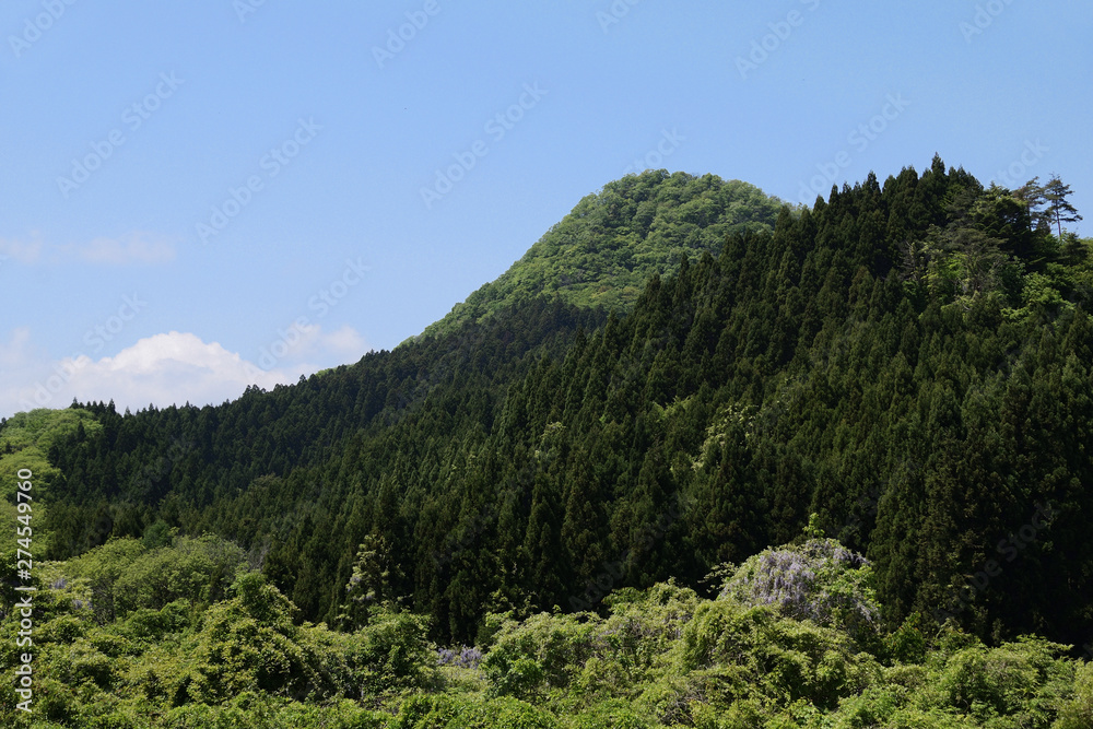Deep green forest. Mt.Taihaku san. Another name is “Sendai fuji” and “Natori fuji”.