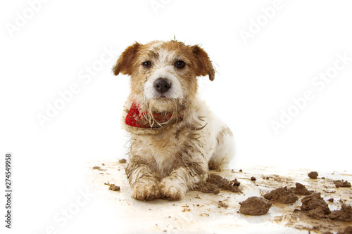 DIRTY DOG. FUNNY JACK RUSSELL PUPPY, LYING DOWN AFTER PLAY IN A MUD PUDDLE. ISOLATED SHOT AGAINST WHITE BACKGROUND.