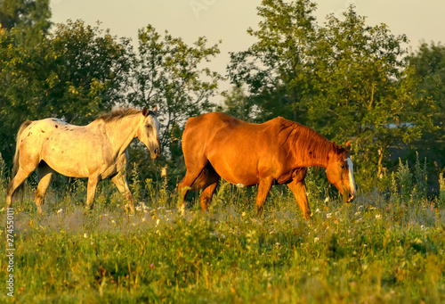 Horses, quietly grazing without a leash in the field.