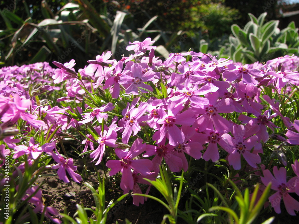 Fototapeta premium pink flowers in the garden