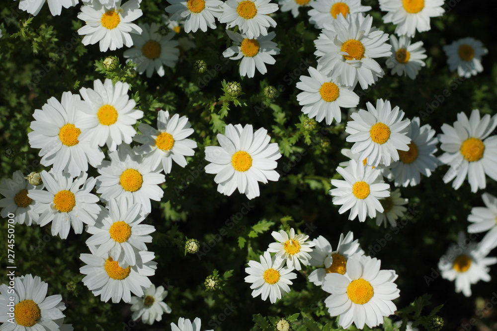 MARGARITAS Bellis perennis chiribita, margarita común, pascueta o vellorita MARGARITAS Bellis perennis chiribita, margarita común, pascueta o vellorita