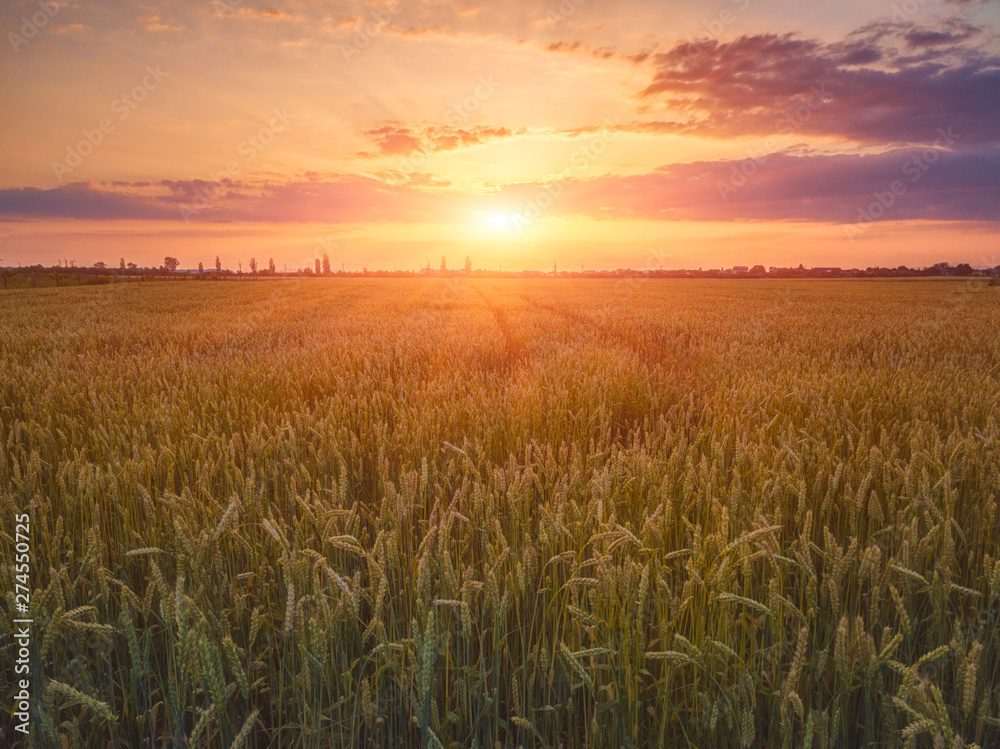 Field of rye at sunset light with ripe ears and beautiful colorful sky with sun, natural agricultural background