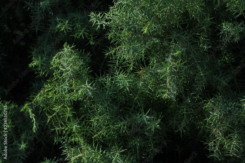 Detalles hojas de pino verde textura