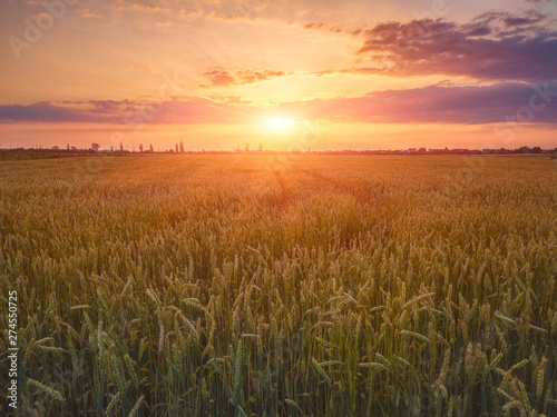 Field of rye at sunset light with ripe ears and beautiful colorful sky with sun, natural agricultural background