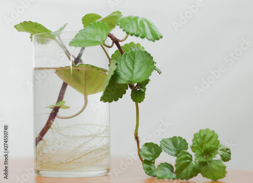 Plectranthus verticillatus PLANT OF MONEY photo