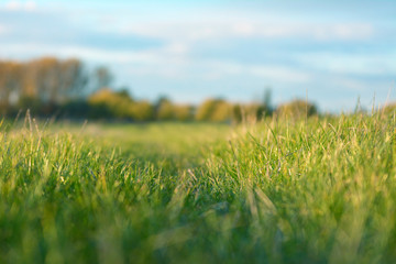 Beautiful idyllic outdoors meadow scene with selective focus on grass and blue sky in blurry background
