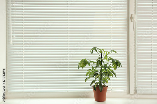 Beautiful potted plant on sill near window blinds, space for text photo