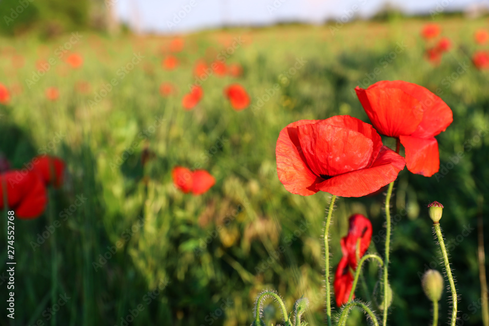 Obraz premium Beautiful blooming red poppy flowers in field on sunny day. Space for text