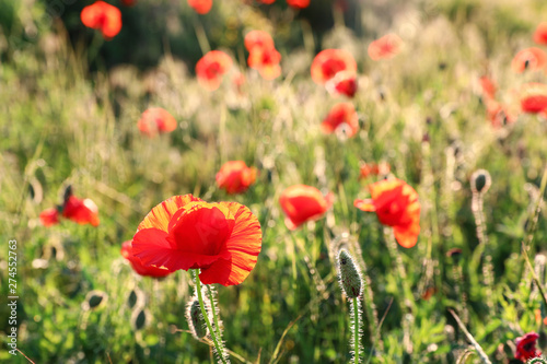 Beautiful blooming red poppy flower in field on sunny day. Space for text