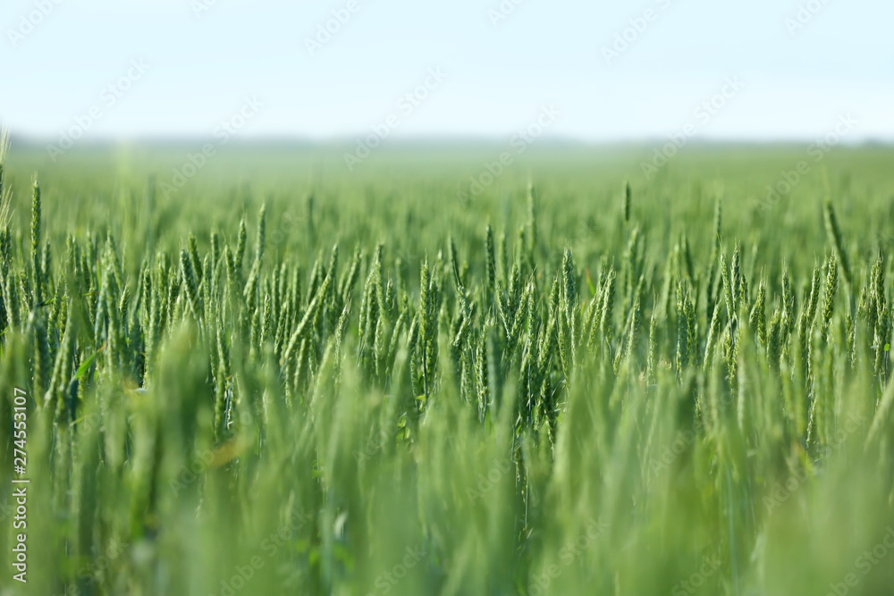 Wheat field on sunny day. Amazing nature in  summer