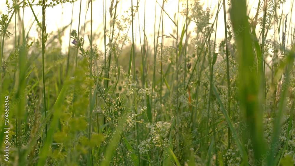 Idylle zwischen Gras, Korn, Wind - im Feld mit Wildpflanzen
