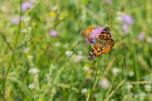 Butterfly on a flower in a field. Butterfly on flower. Butterfly On Grass Field With Warm Light © jollier_