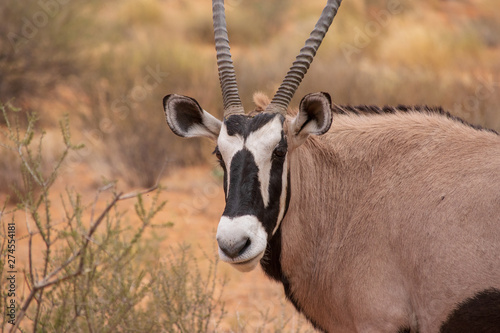 Oryx Close-up © Lionel