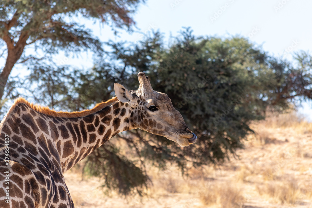 Obraz premium Giraffe after a tasty leaf