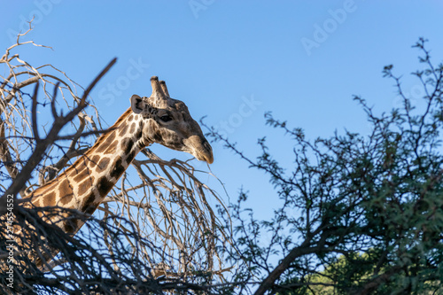 Giraffe between the brush