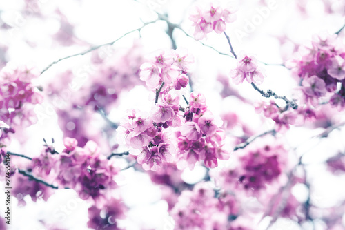 Blurred of cherry blossom or sakura flowers with pastel colored gradient for background