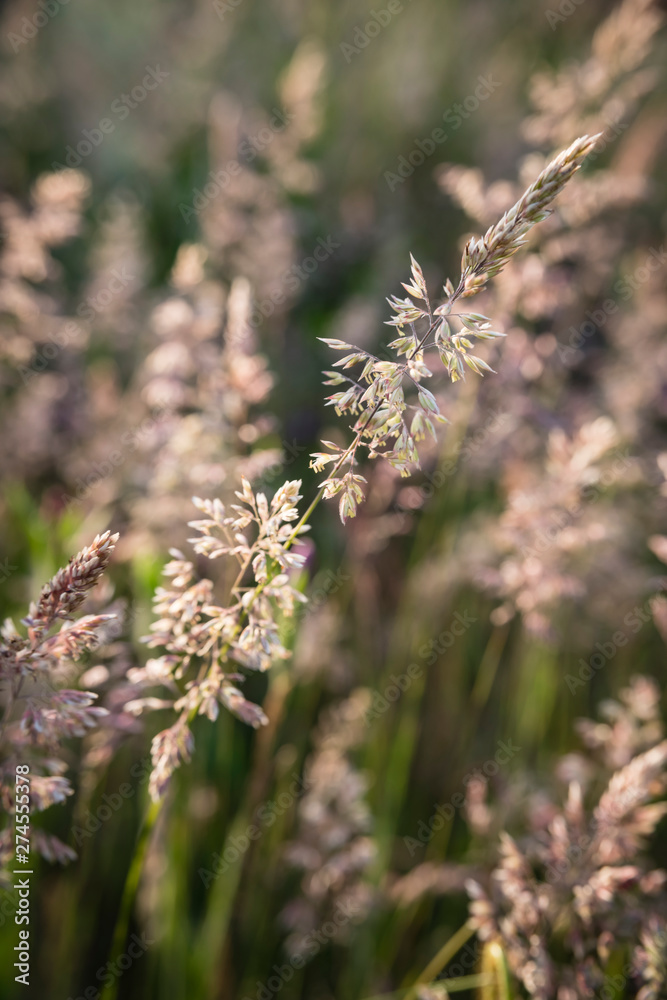 European wild grass meadow close up backlit by the sun. European wild grass meadow close up backlit by the sun.