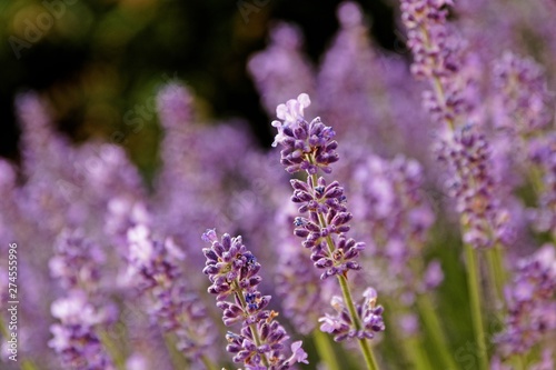 blühender Lavendel