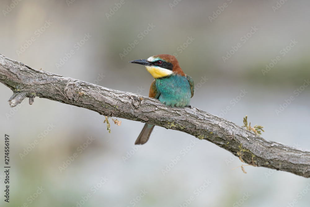 Fototapeta premium Wonderful portrait of European bee eater (Merops apiaster)