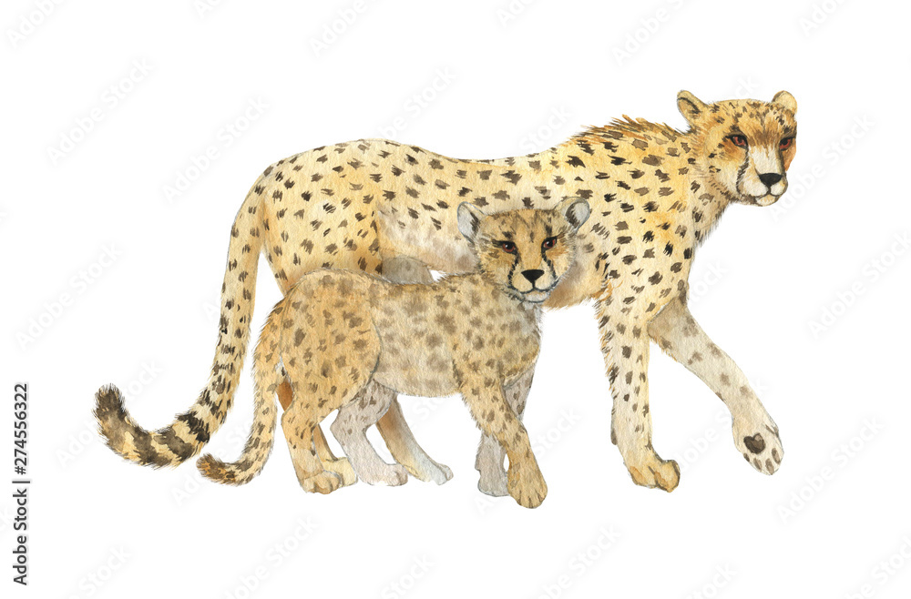 Hand drawn watercolor illustration with cute cheetahs. Baby and mother cheetah isolated on the white background Hand drawn watercolor illustration with cute cheetahs. Baby and mother cheetah isolated on the white background