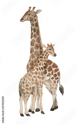 Photography Hand drawn watercolor illustration with cute giraffes