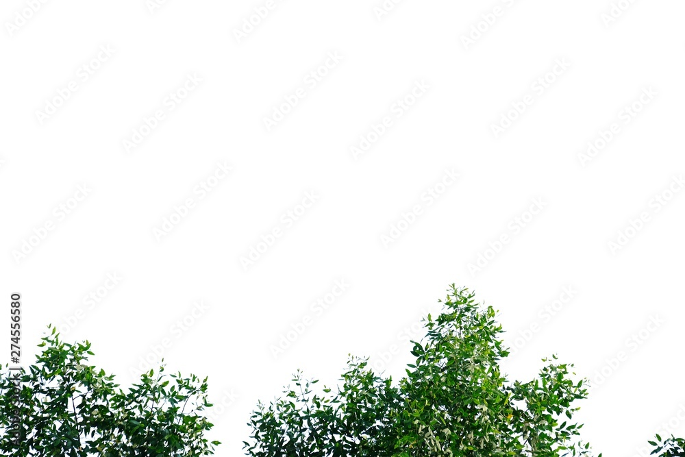 Fototapeta premium Tropical tree leaves with branches on white isolated background for green foliage backdrop 