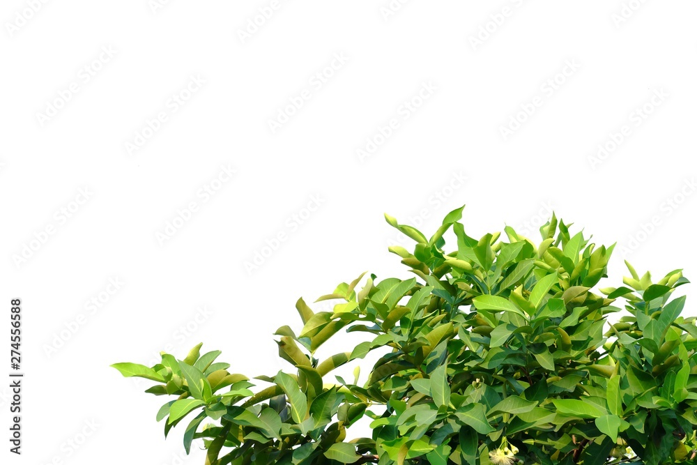 Obraz premium Tropical tree leaves top view on white isolated background for green foliage backdrop 