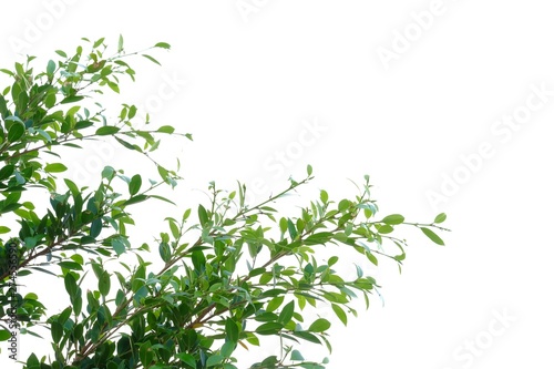 Tropical tree leaf with branches on white isolated background for green foliage backdrop 