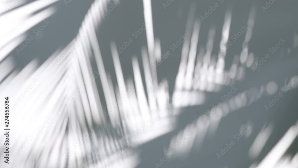 Close up silhouette shadow of  palm leaves motion by natural wind on white wall background.
