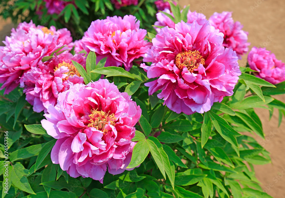 Blooming peony in the garden