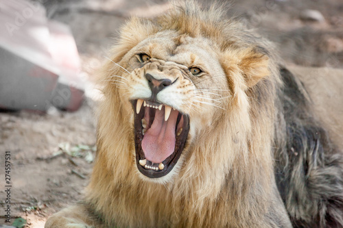 Fototapeta Naklejka Na Ścianę i Meble -  Lion having a yawn showing mouth, teeth and tongue.