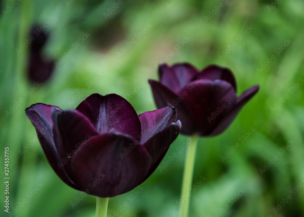 Close-up of a two dark purple tulip flowers with blurred flowers as background, spring wallpaper, selective focus, colorful tulips field Close-up of a two dark purple tulip flowers with blurred flowers as background, spring wallpaper, selective focus, colorful tulips field